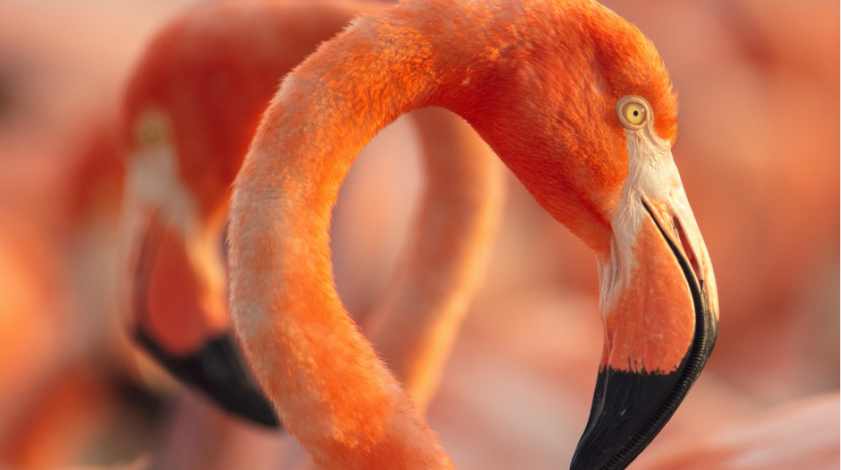 ‘Flamingos: la vida después del meteorito’, de Lorenzo Hagerman: colectivos rosas